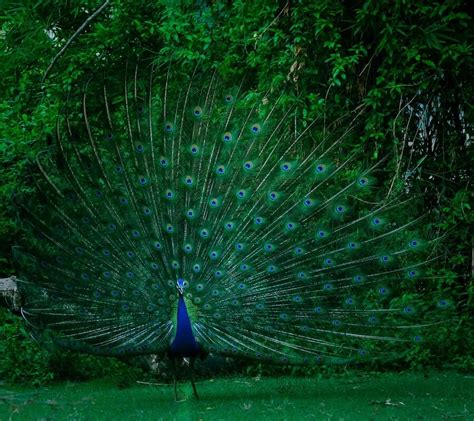 The Spiritual Significance of Peacocks in Magical Town Rituals